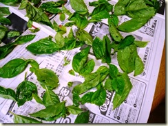 basil1