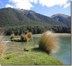 tussock